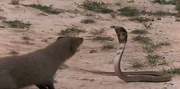 Королівська кобра вистежила жертву, але вона виявилася мангустом. Неочікуваний фінал!