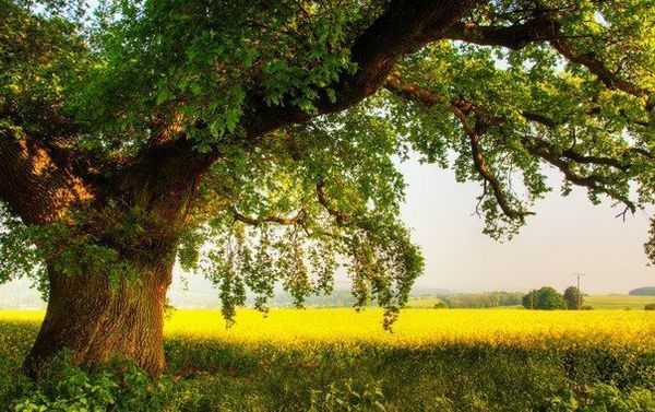 Яке дерево потрібно обійняти, щоб стати здоровим: 5 дерев з самою сильною енергією. До цілющих властивостей дерев потрібно ставитися з усією серйозністю.
