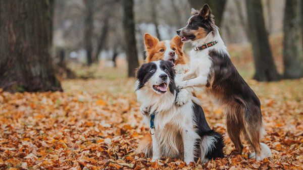 Придивіться до собак із цього списку - можливо це допоможе вам обрати вірного друга. Це 10 найрозумніших порід собак.