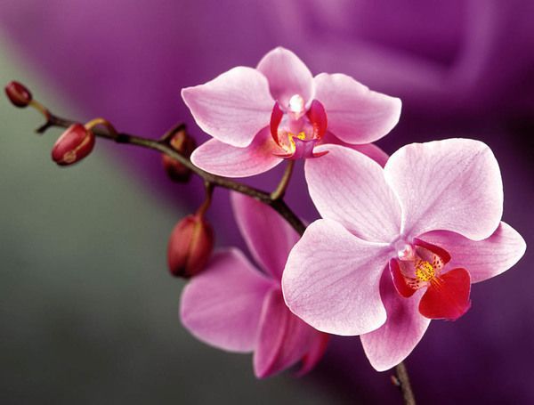 Орхідеї: секрети догляду. Ви стали господинею цієї чудової квітки? Не знаєте, як за нею доглядати? Ми вам допоможемо.