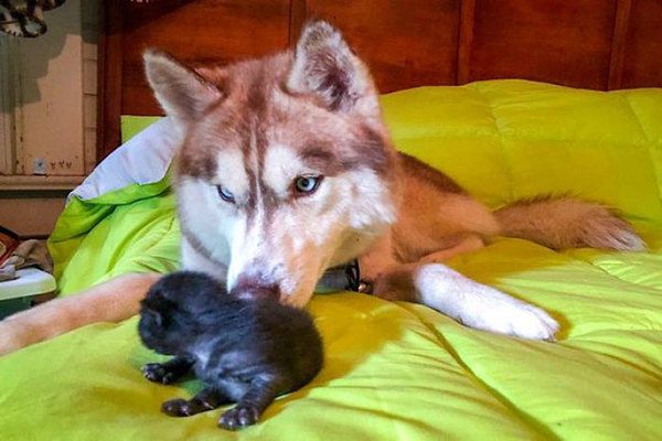 Хаскі прославилася на весь світ, врятувавши кошенят. Тепер вона стала їхньою мамою...