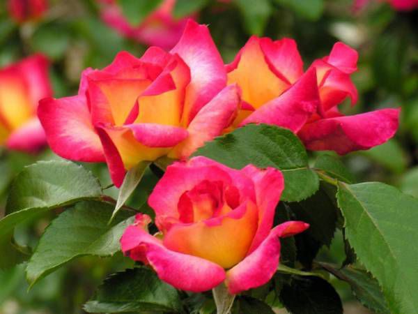 П'ять величезних помилок при вирощуванні троянд. При посадці троянди ви залишили щеплення над поверхнею грунту.