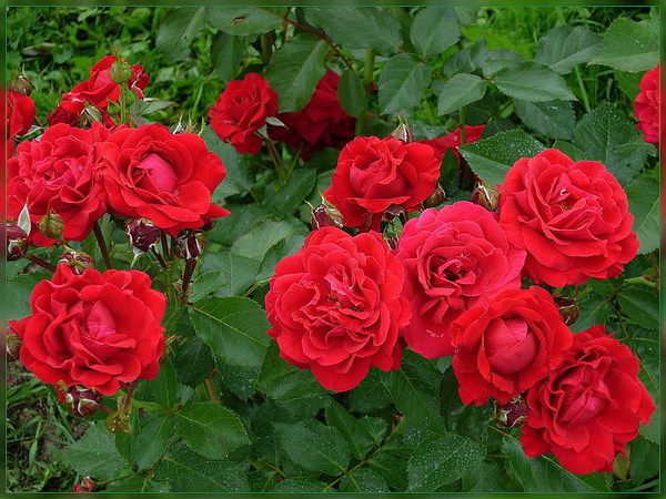 П'ять величезних помилок при вирощуванні троянд. При посадці троянди ви залишили щеплення над поверхнею грунту.