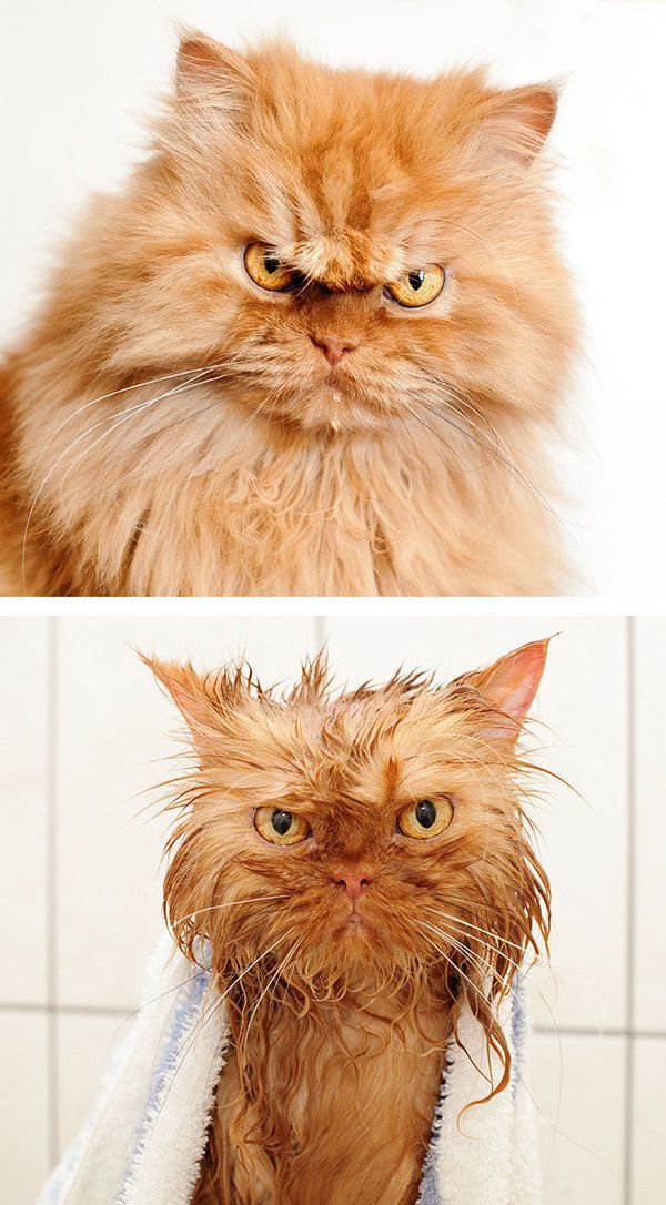 8 найбільш помитих і ображених  до глибини душі котів. Ви коли-небудь пробували мити кота?