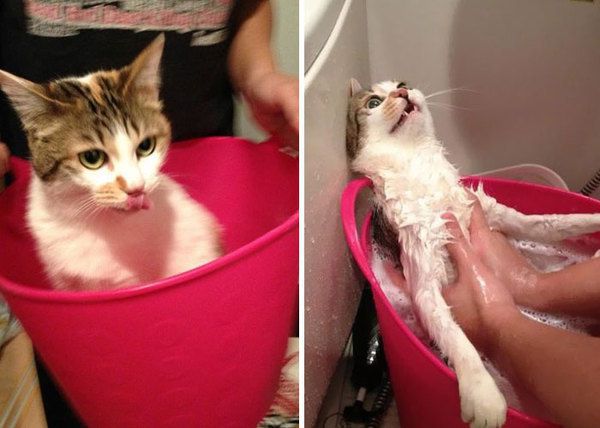 8 найбільш помитих і ображених  до глибини душі котів. Ви коли-небудь пробували мити кота?