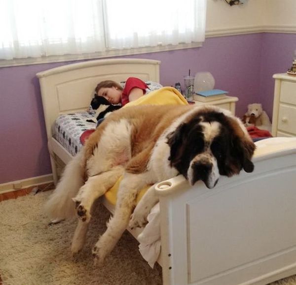 20 собак, які влаштувалися в ліжку господаря. Чарівність цих фото зашкалює!