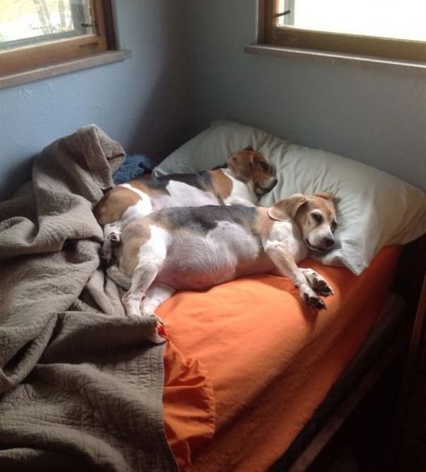 20 собак, які влаштувалися в ліжку господаря. Чарівність цих фото зашкалює!