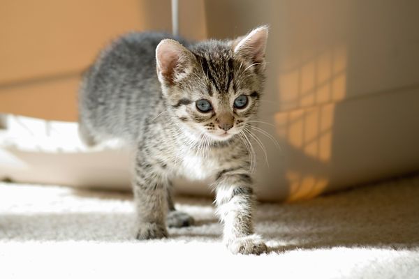 Вчені розкрили дивовижний секрет кішок. Провідні ветеринари заявили, що кішки менше людей страждають від самотності.