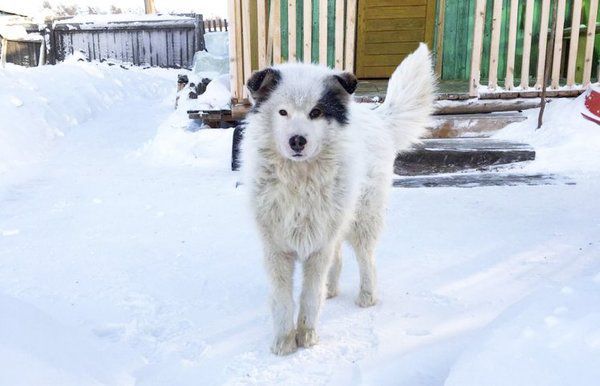 Побачивши, кого ховав під собою пес який замерзав на морозі, люди були в шоці .. Ця страшна і героїчна історія сталася сибірському селі.