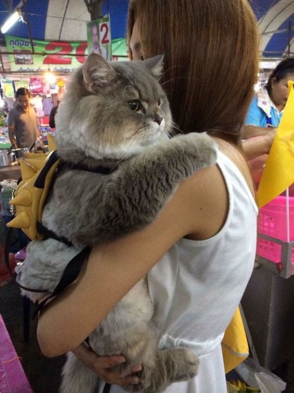 Величезний пухнастий кіт з Таїланду, підкорив своїм нереальним виглядом. Пухнастий велетень!
