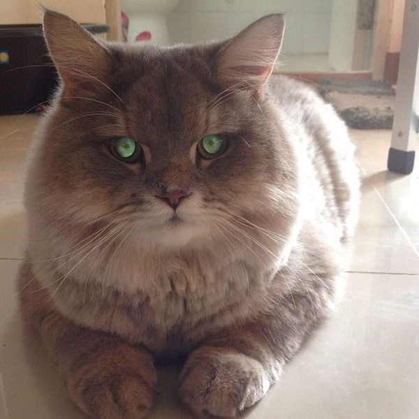 Величезний пухнастий кіт з Таїланду, підкорив своїм нереальним виглядом. Пухнастий велетень!