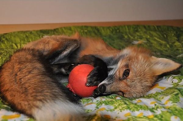 Хлопець купив лисицю на хутряній фермі, щоб врятувати від загибелі. Маленька лисиця по імені Віксі народилася на хутряній фермі.