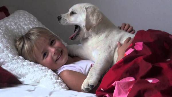Кращі собаки для дітей: ТОП-5 найбільш доброзичливих вихованців!. Які собаки - найкращі? Що може бути приємніше для батьків, ніж бачити посмішку своєї дитини? А для того, щоб малюк щиро радів, потрібно просто подарувати йому собаку.