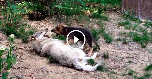 Цуценя вівчарки зустрів вовка. У те, що сталося далі, неможливо повірити! (відео). Вовки — істоти неймовірно граціозні і розумні.