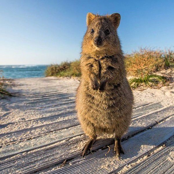 Австралійські тварини, які дивують своєю милотою. Просто неймовірні створіння!