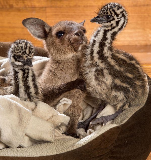 Австралійські тварини, які дивують своєю милотою. Просто неймовірні створіння!