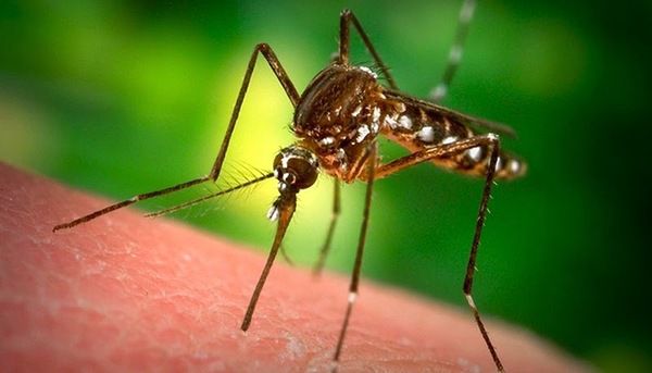 П'ять способів позбутися від комарів. Корисні поради, які врятують тебе від москітів!