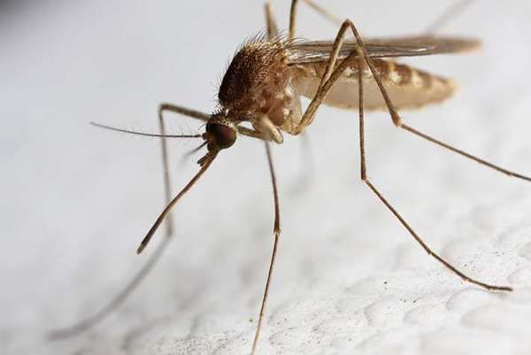 П'ять способів позбутися від комарів. Корисні поради, які врятують тебе від москітів!