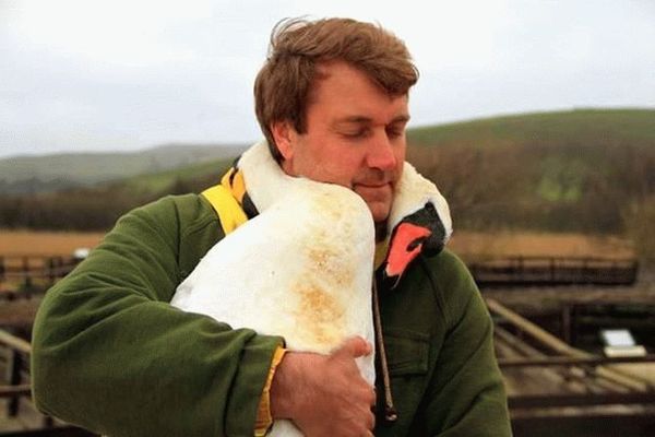 Чоловік врятував лебедя і в подяку птах зробив те, що ніхто не очікував побачити. Несподівано.