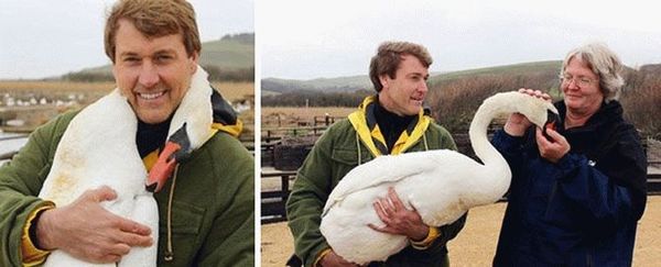 Чоловік врятував лебедя і в подяку птах зробив те, що ніхто не очікував побачити. Несподівано.