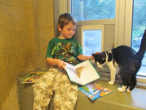 Як кішки допомагають дітям розвинути навички читання. Ви коли-небудь читали своєму коту? Думаєте, це нерозумно? Зовсім ні, особливо якщо це робить ваша дитина.