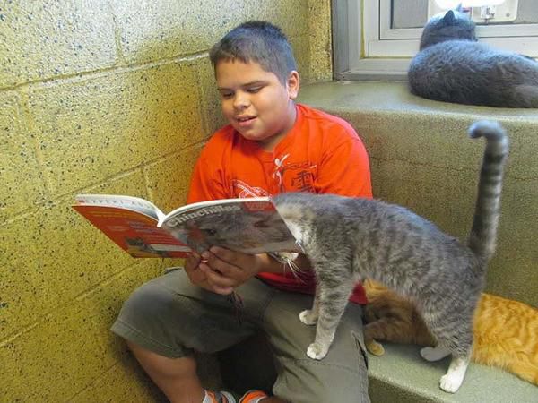 Як кішки допомагають дітям розвинути навички читання. Ви коли-небудь читали своєму коту? Думаєте, це нерозумно? Зовсім ні, особливо якщо це робить ваша дитина.