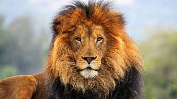 Чоловік підійшов до лева і нахилився.. Реакція царя звірів Вас вразить!