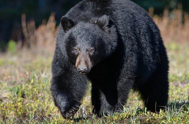 У Канаді 95-річна жінка прогнала ведмедя-грабіжника, який заліз до неї в будинок. Жінка прогнала ведмедя з кухні, але незабаром він повернувся, влаштувавши безлад у кімнаті.