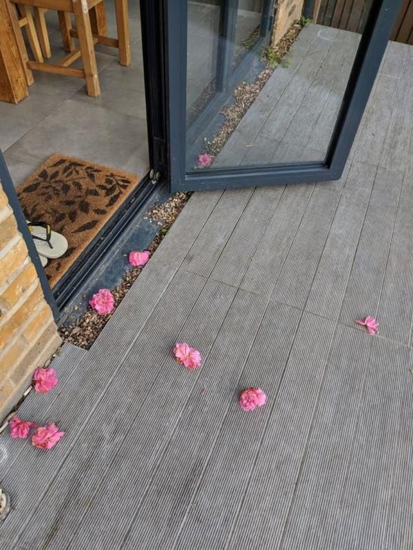 Жінка нарешті дізналася, хто був таємним шанувальником, який залишав квіти біля її дверей. Історія викриття романтичного дарувальника.