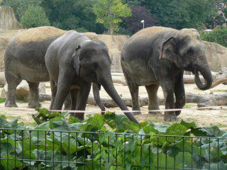 Троє слонів вирішили пити воду з басейну, налякавши не на жарт відпочиваючих. Слони підійшли максимально близько до людей, які відпочивали в приватних апартаментах. Відео у матеріалі.