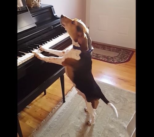 Сімейна собака була наділена прихованим талантом, який змусив усміхнутися багатьох користувачів Інтернету!. Не тільки люди можуть бути музикантами-віртуозами.