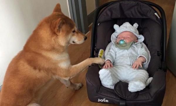 Щоб стати ідеальною нянькою для немовляти, собака вивчив безліч корисних трюків. Ще одна зворушлива історія про турботливого собаку і милого малюка.