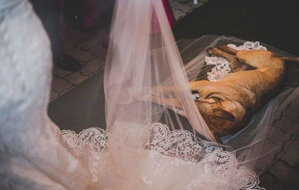 Під час весілля у храм увійшов безпритульний собака і ліг на фату нареченої. Ось що сталося далі!. Мало того, собака вирішив стати безпосереднім учасником церемонії.