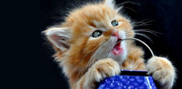Вчені розповіли, чому коти люблять грати з коробками. Коробки дають кішкам відчуття безпеки і комфорту.