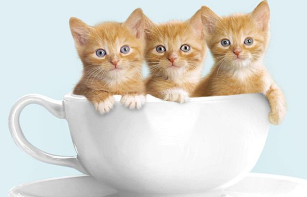 День кота 2018: цікаві факти про котів. 8 серпня у всьому світі відзначають день кота.