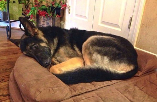 Ця собака чекала поки її господарі заснуть, і тільки після цього лягала спати. Дізнайтесь чому.