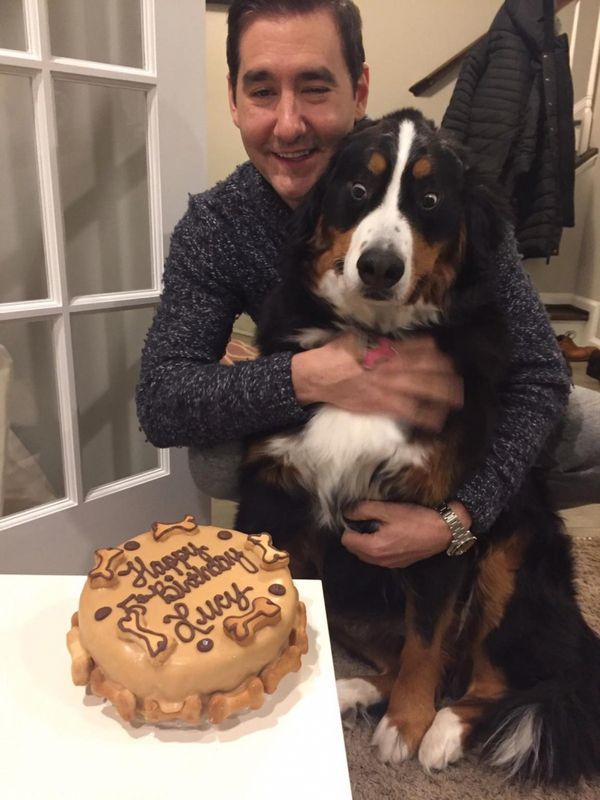 Реакція собаки на свій торт до дня народження безцінна. Коли господар побачив реакцію собаки, то зрозумів, що це коштувало кожного витраченого цента.