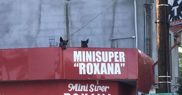 Власники написали смішну записку, яка пояснює чому їх собака весь час сидить на даху. Знайомтеся, це Гекльберрі, і він дуже любить сидіти на даху.