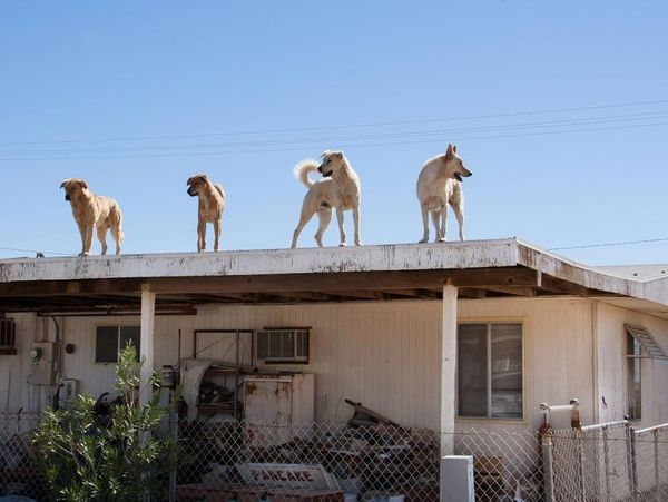 Власники написали смішну записку, яка пояснює чому їх собака весь час сидить на даху. Знайомтеся, це Гекльберрі, і він дуже любить сидіти на даху.
