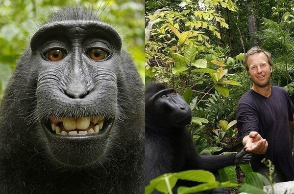 Селфі з мавпою зламало життя британському фотографу. Відомий британський фотограф, Дейв Слейтер, який займається зйомкою тварин і дикої природи, практично позбувся своєї кар'єри.