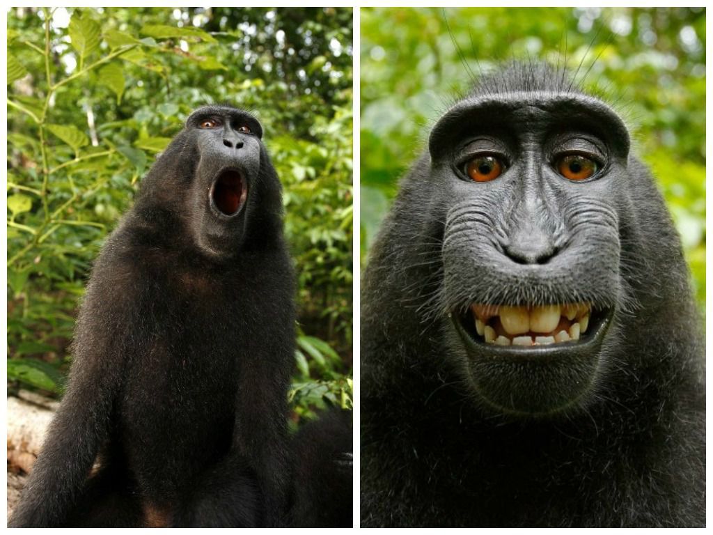 Селфі з мавпою зламало життя британському фотографу. Відомий британський фотограф, Дейв Слейтер, який займається зйомкою тварин і дикої природи, практично позбувся своєї кар'єри.