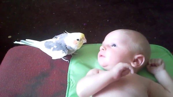 Папужка співає колискову для новонародженого малюка. Це неймовірно!. Вражаюча турбота папуги до людського дитинчати.