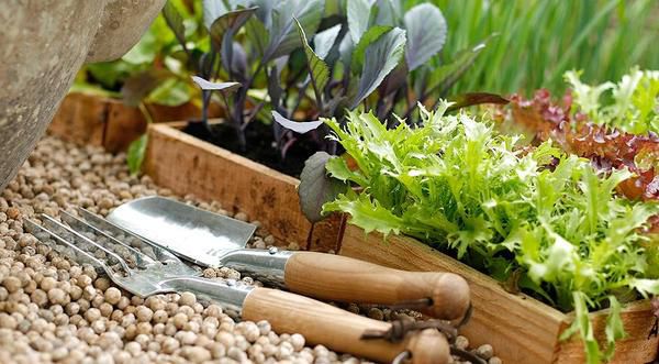 Як правильно збирати і зберігати насіння. Найкраще використовувати для посадки свіже насіння.