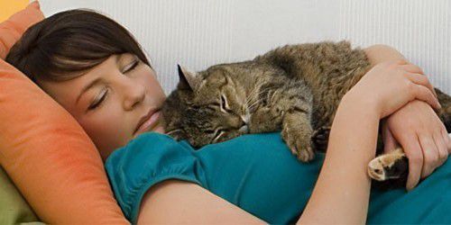 Чому кіт (кішка) спить на людині. Що означають пози і вибране місце