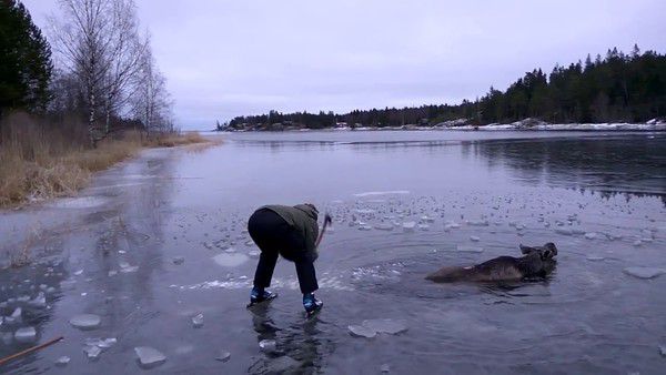 Він катався по льоду, коли помітив дивну істоту. Тепер він став героєм. Що б Ви зробили, якби побачили взимку, як величезна тварина потрапила в біду?