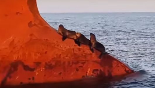 Тюлені прокотилися на кораблі. Таке враження, що тварини не в перший раз відправляються в круїз.