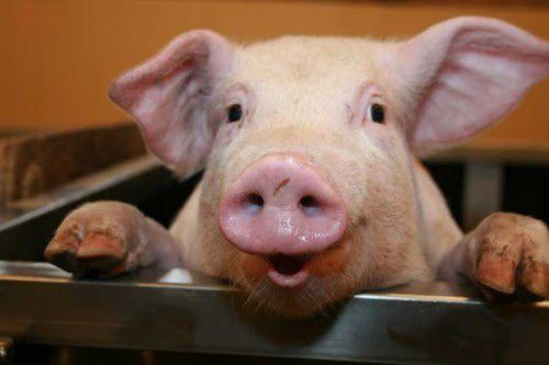 У Полтаві люди намагалися здати на забій заражених свиней АЧС. Жителі Полтави намагалися позбутися від заражених африканською чумою свиней методом забою, у різних населені пунктах області.