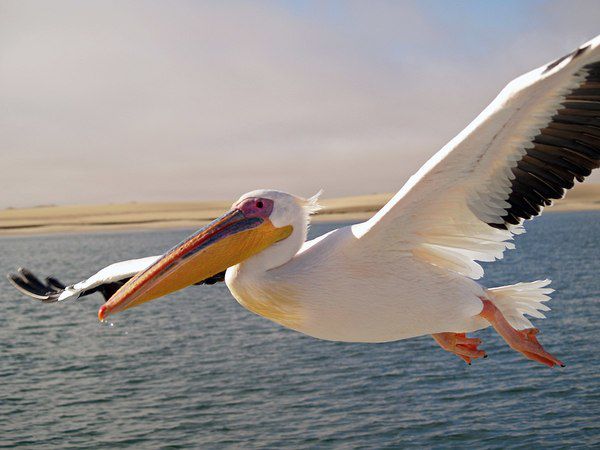 В Одеській області збудують острів для пеліканів. У нацпарку мешкають два види пеліканів.
