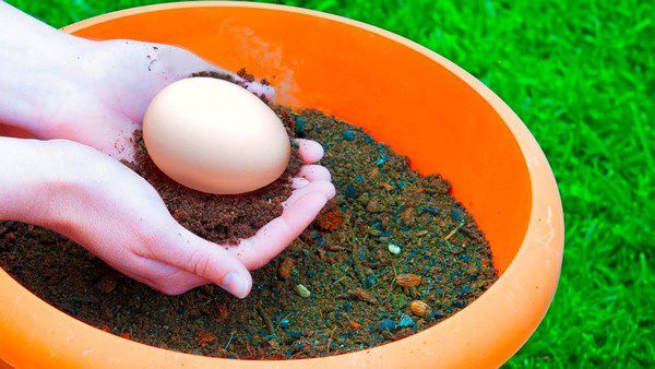 Яєчна шкаралупа як найкраще органічне добриво. Навіщо люди закопують яйця.