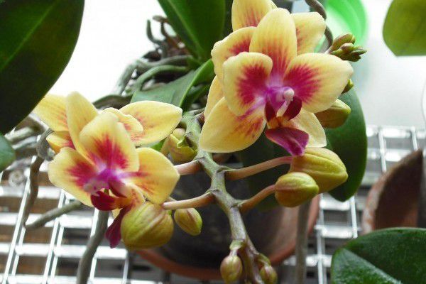 Спосіб розмноження орхідеї без паст і гормонів. Оцінять всі любителі цієї краси. Навчіться розмножувати рослини самостійно.